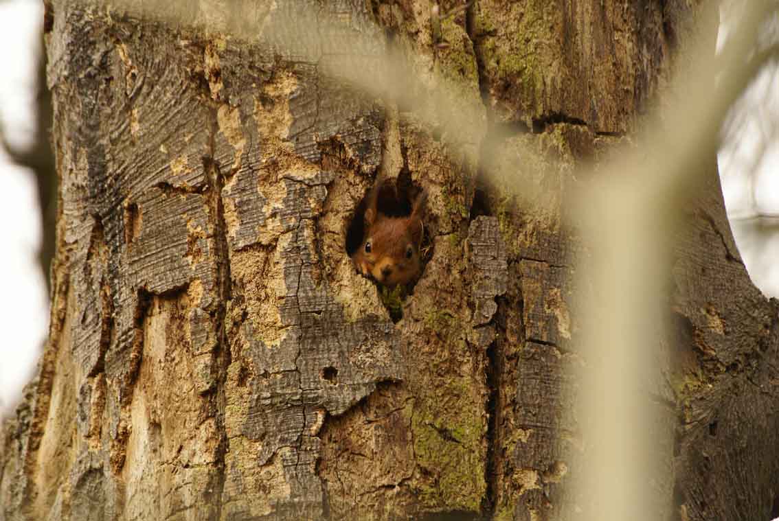 image from Habitat de l'écureuil