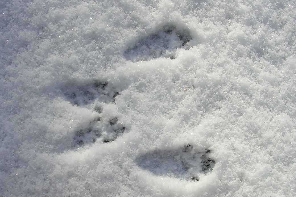 Traces des pattes arrière 