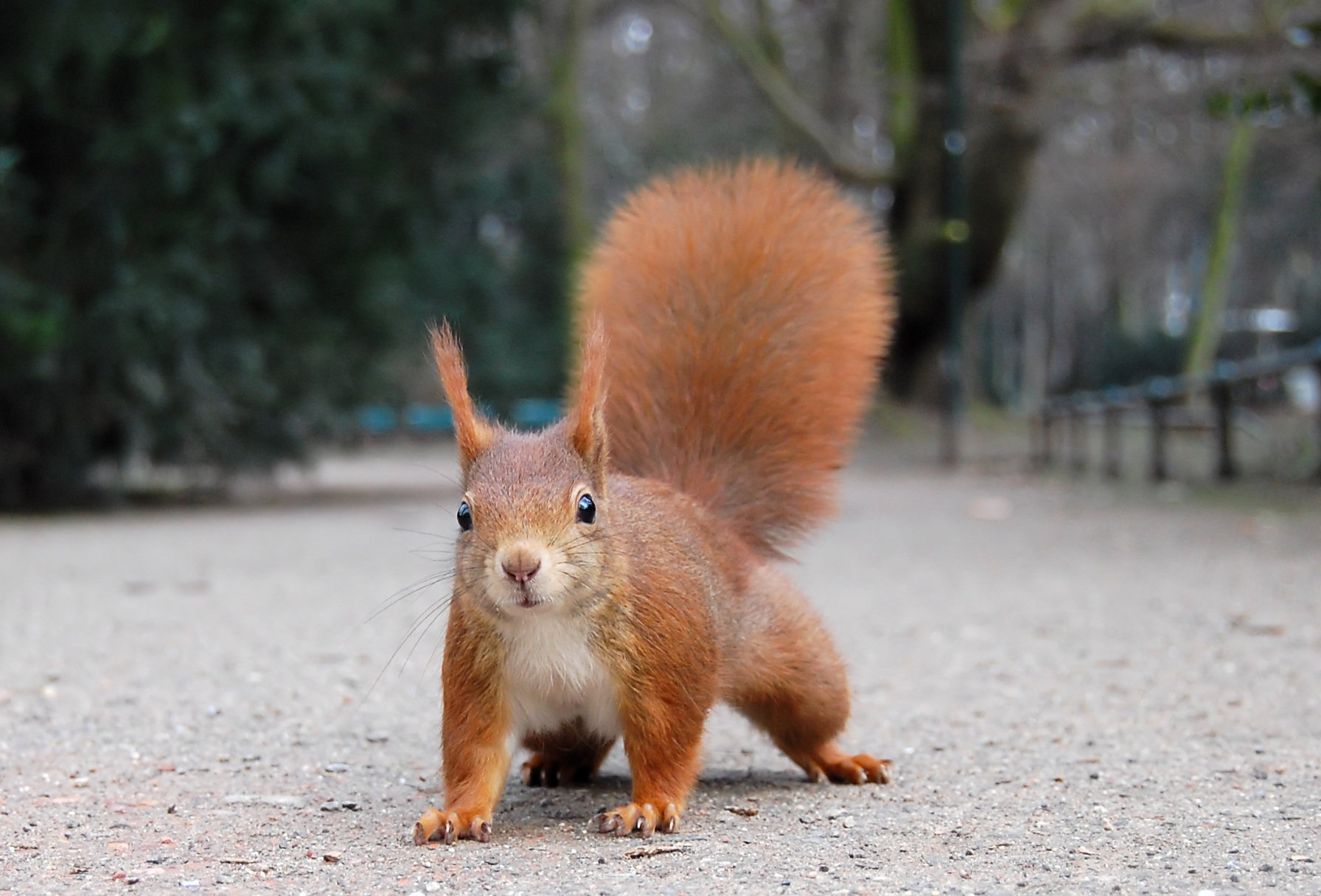 Ecureil roux, photo de Ray eye