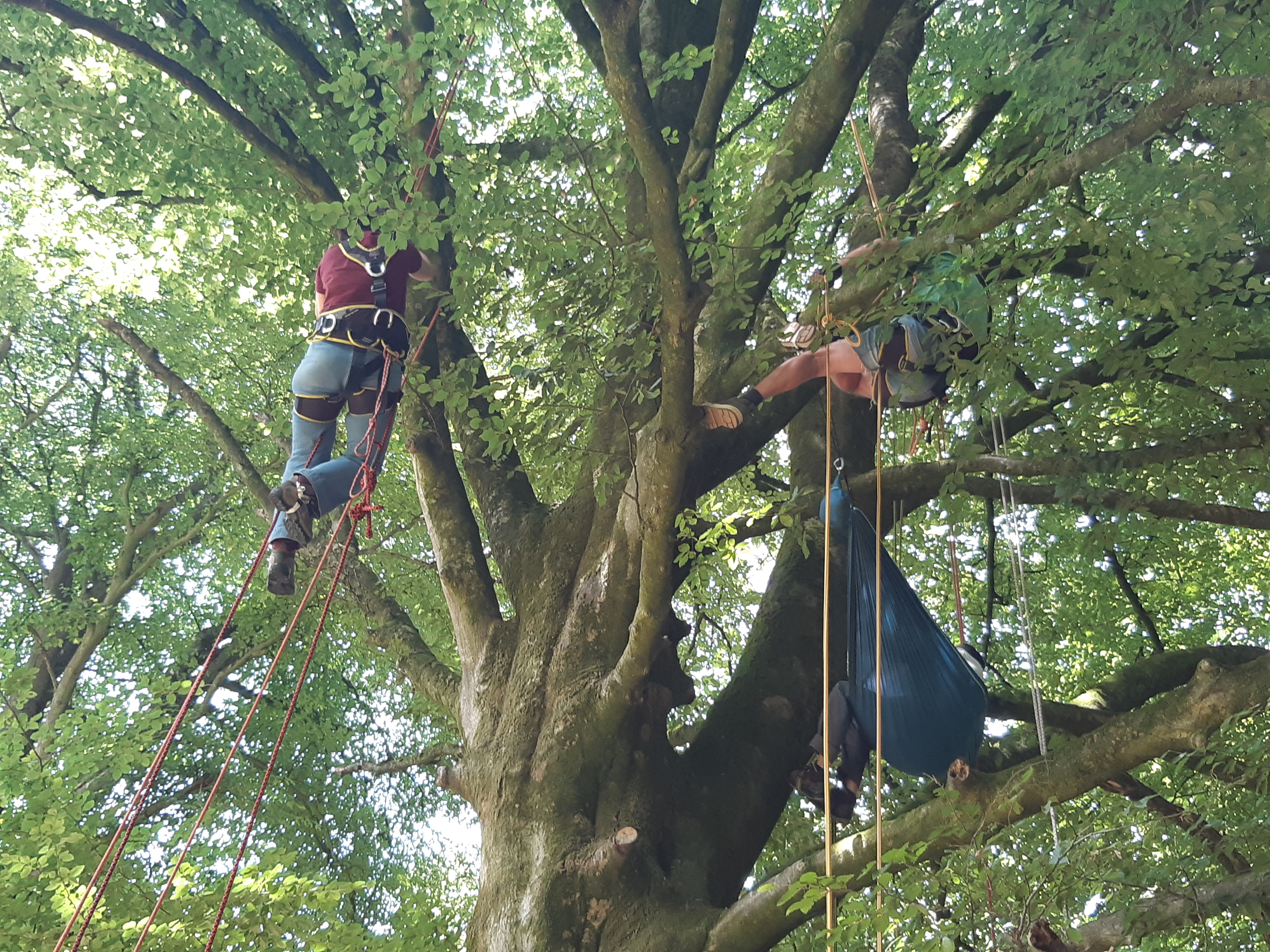 Bivouac en fôret d'halatte